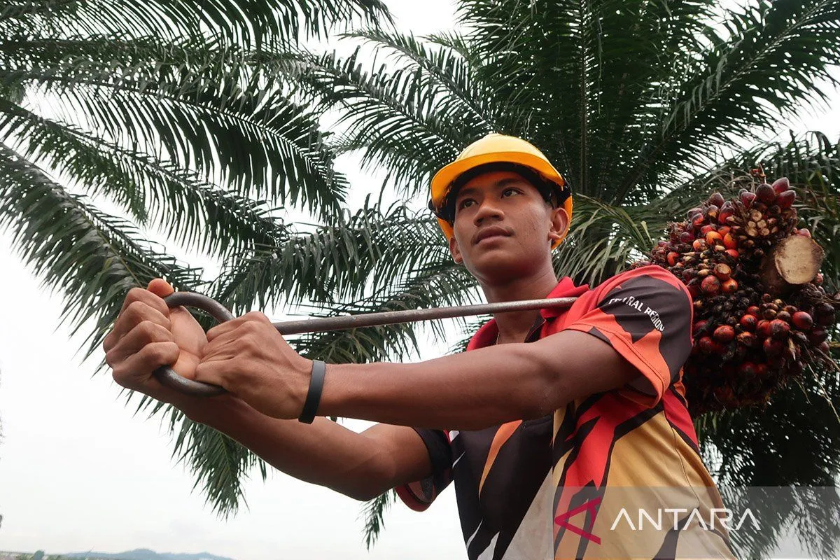 Pekerja migran asal Lombok memikul sawit di Selangor, Malaysia, Senin (9/12/2024). (ANTARA/Sugiharto Purnama/am)