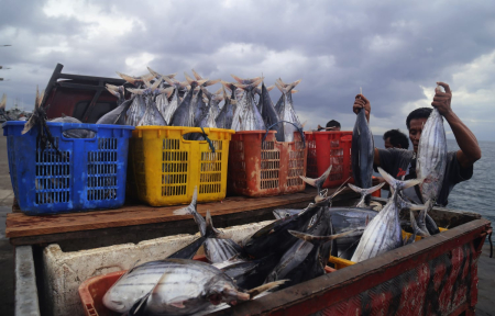 Pekerja memindahkan ikan cakalang hasil tangkapan nelayan dari kapal di Pelabuhan Perikanan Nusantara Ternate, Maluku Utara. (ANTARA FOTO/Andri Saputra)