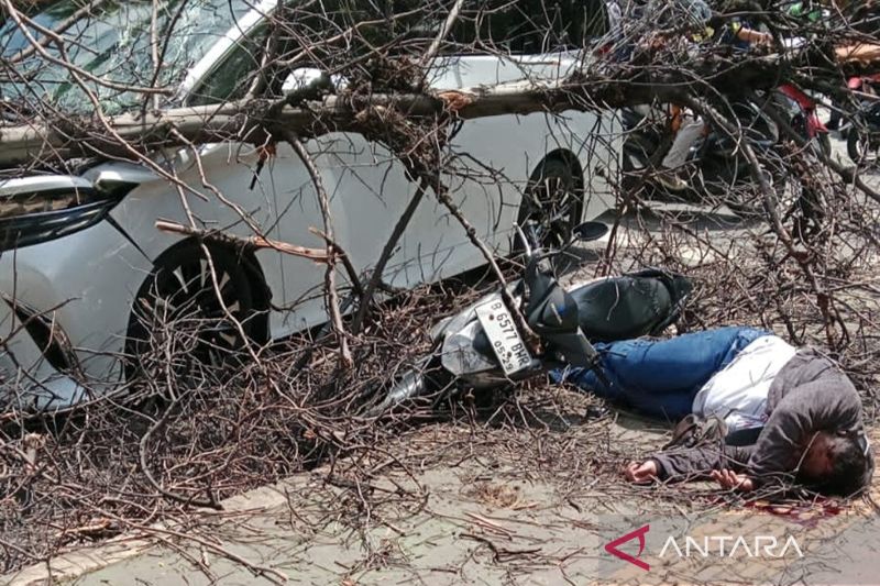 Seorang pengendara sepeda motor terluka parah akibat tertimpa pohon tumbang di Jalan Pesanggrahan, Meruya, Kembangan, Jakarta Barat, Jumat (21/3/2025) sekira pukul 11.00 WIB. ANTARA/HO-Dokumentasi Pribadi