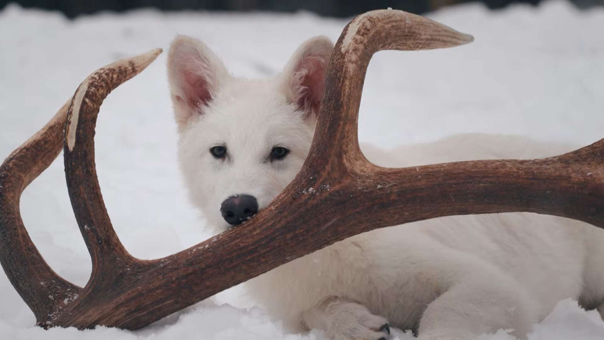 Serigala Dire Wolf dibangkitkan kembali dari kepunahan. (Tangkapan layar YouTube Colossal Bioscience)