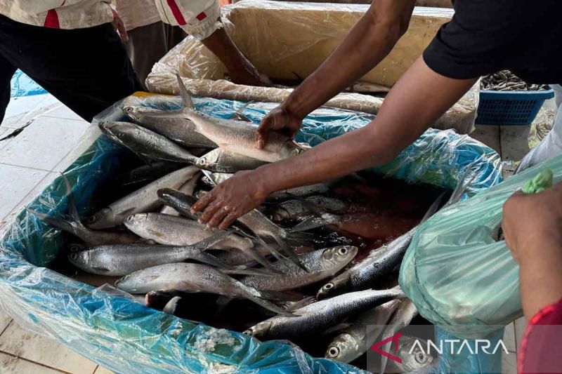 Pedagang memilih ikan bandeng di Pelabuhan Perikanan Nusantara Idi, Kabupaten Aceh Timur, Jumat (11/4/2025). ANTARA/Hayaturrahmah