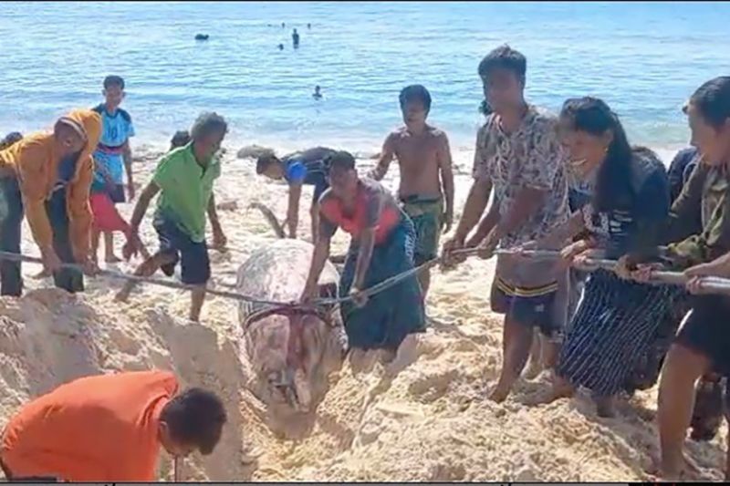 Warga bergotong royong menarik paus yang terdampar dan sudah mati di pesisir pantai. ANTARA/Ho-BKKPN