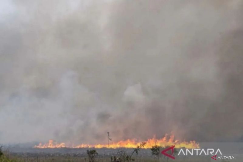 Ilustrasi - Api membakar lahan di Desa Teluk Kecapi, Pemulutan, Ogan Ilir (OI), Sumatera Selatan, Senin (9/10/2023). ANTARA FOTO/Nova Wahyudi